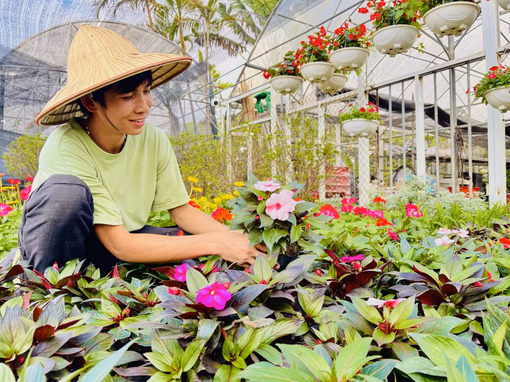 Theo nhiều chủ vườn, năm nay chất lượng hoa rất đẹp, giá thành phù hợp. Một số loại hoa có xu hướng giảm hơn so với năm, như: Dạ yến, cúc, cánh bướm... Các loại hoa như ly, dơn, lan... sẽ nhỉnh hơn mọi năm từ 5-10 nghìn đồng/cành/bông, bởi có nhiều giống mới và chất lượng tốt.