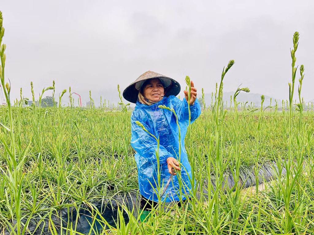 Người dan trồng hoa huệ tại phường Hồng Phong đã sẵn sàng cho vụ hoa Tết.