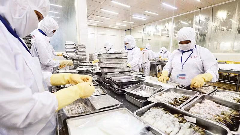 Chế biến thủy sản xuất khẩu tại Công ty CP Thủy sản Cafatex Hậu Giang. (Ảnh TRẦN TUẤN)