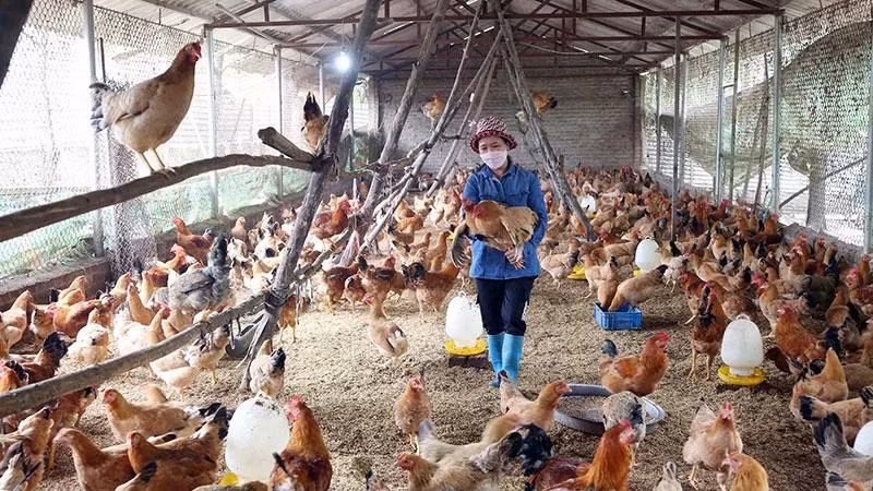 Mô hình chăn nuôi gà sử dụng chế phẩm vi sinh ở xã Minh Phú (huyện Sóc Sơn, Hà Nội).