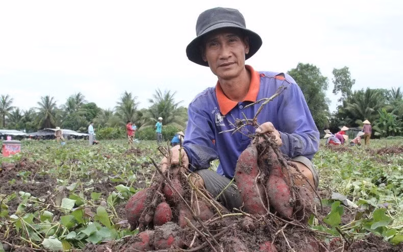 Trồng khoai lang ở Vĩnh Long. Ảnh: Bá Dũng