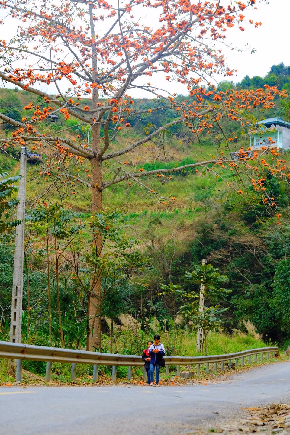 Hoa gạo rực đỏ trên đường đi học của các em nhỏ Hà Giang.