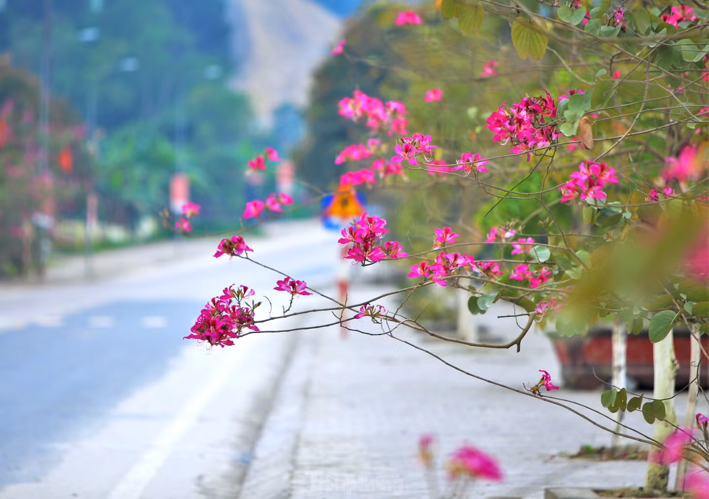 Hoa ban có nhiều loại, trong đó chủ yếu là loại hoa ban đỏ.