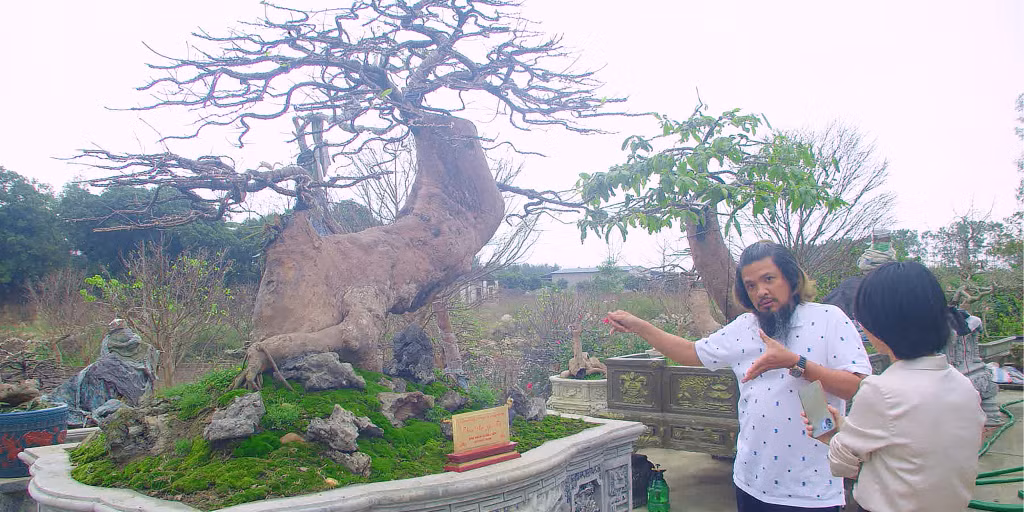 Anh Phan Trung Hoàng giới thiệu về cây mai "Thiên phúc Yên Tử".