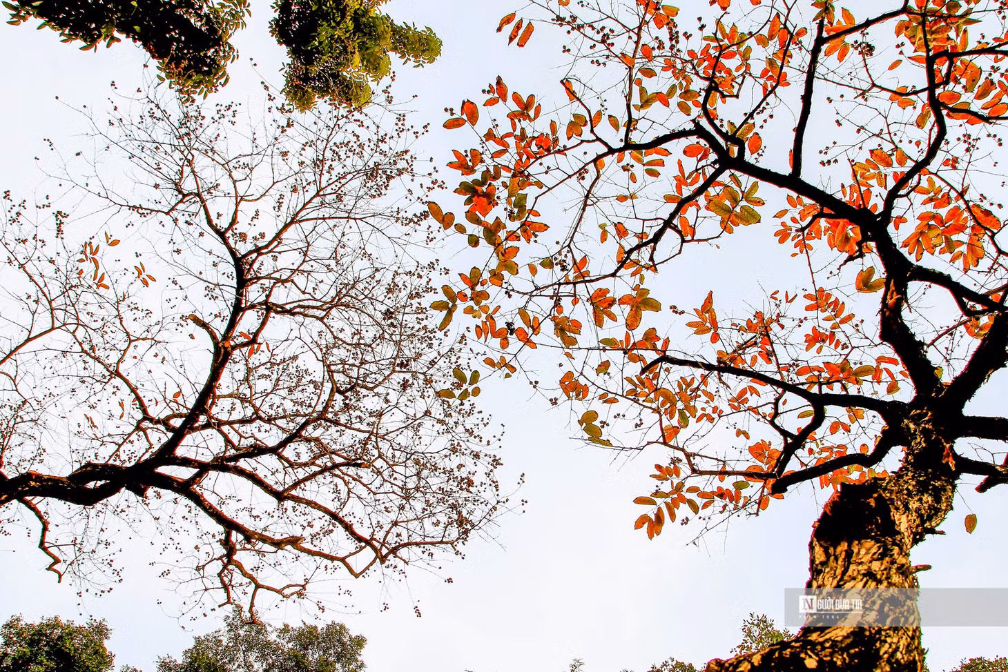 Hà Nội thời điểm này nhuộm trong sắc vàng, sắc đỏ. Mùa lá rụng của Hà Nội thường chỉ kéo dài trong khoảng 2-3 tuần trước khi cây lên lá mới.