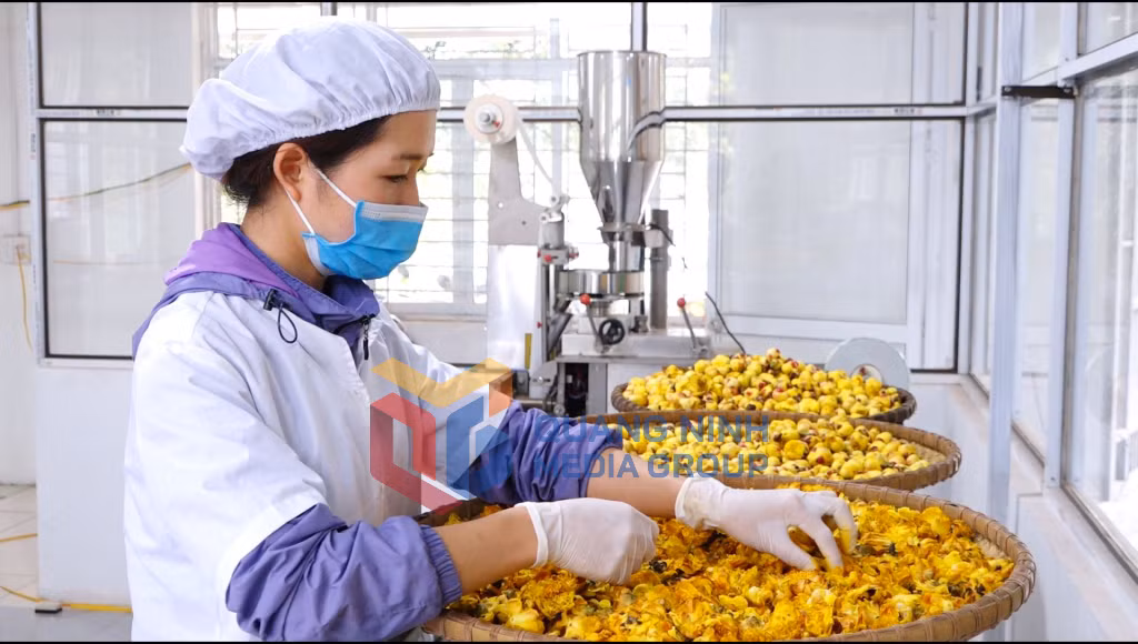Chế biến Trà hoa vàng (5-2019). Ảnh: Nguyễn Ngọc