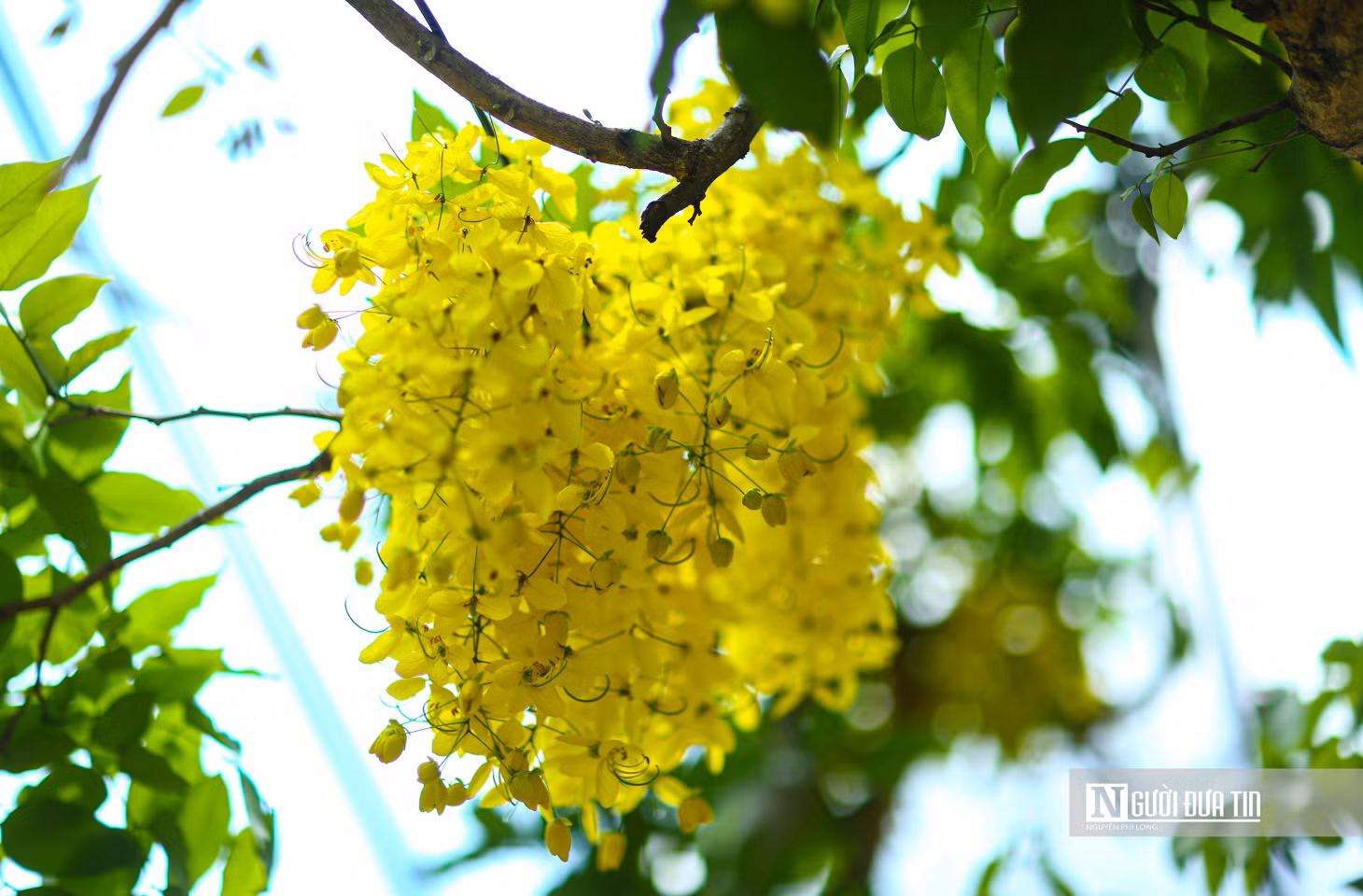 Hoa muồng hoàng yến nở đẹp nhất vào cuối tháng 5, khi những tia nắng chói chang báo hiệu mùa hè đến.