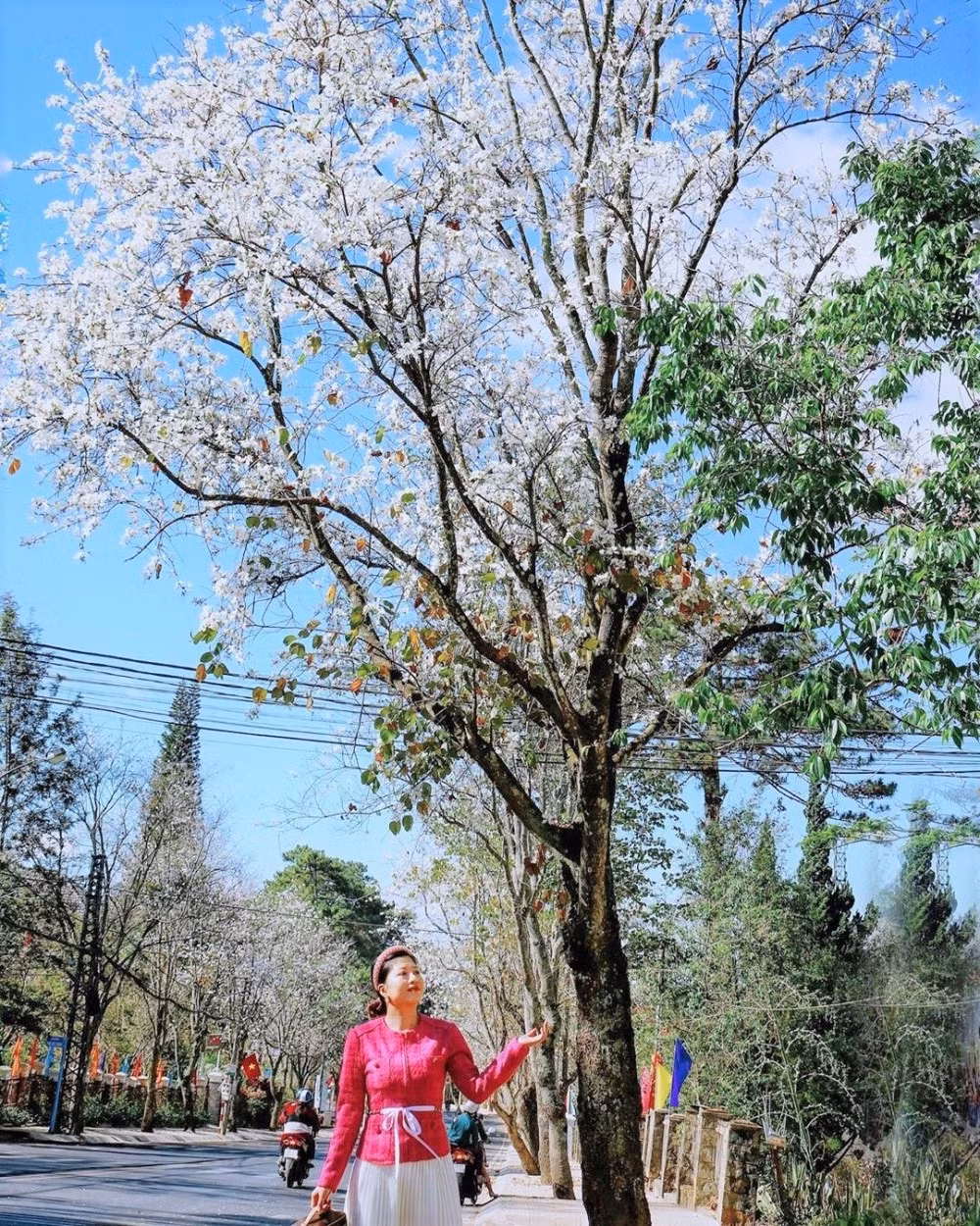 Hoa ban trắng Đà Lạt đang ở thời điểm nở rộ nhất, thời gian chụp ảnh đẹp tại những con đường hoa ban trắng là khoảng trước 10h sáng và tầm 3-5h chiều.