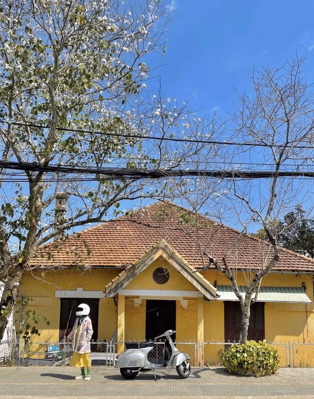 Tại Đà Lạt, cây hoa ban trắng được trồng tập trung ở một số tuyến đường chính tại trung tâm thành phố, như đường Trần Phú (gần khu vực nhà thờ con Gà, Dinh 2), đường Quang Trung (gần ga Đà Lạt cho tới ngã tư Phan Chu Trinh), đường Phù Đổng Thiên Vương…