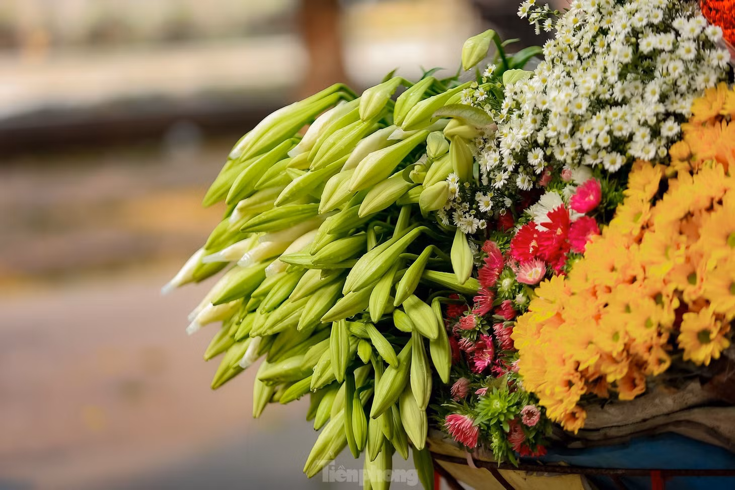 Để chơi được lâu, người mua nên chọn những bông hoa còn chớm nụ, chưa hoàn toàn nở hết. Những cành hoa được chọn cũng nên có từ 3-5 bông, không nên chọn cành hoa có từ 6-8 bông hay nhiều hơn. Vì cành hoa như vậy sẽ rất dễ bị rũ bông xuống, làm cho cây gẫy cành mất dáng.