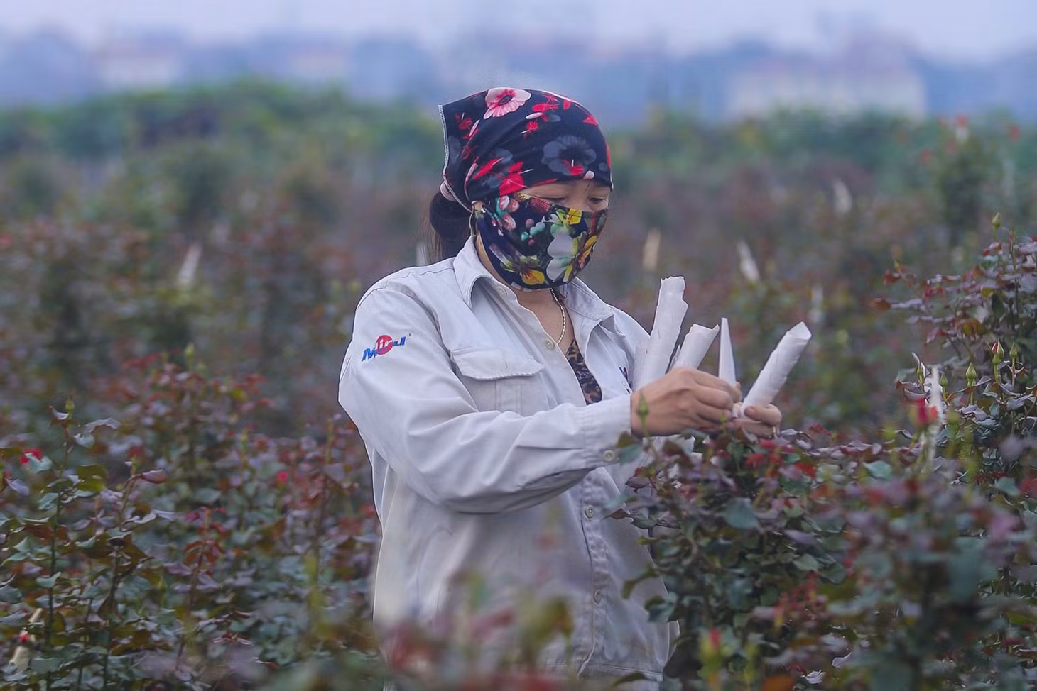 Tới thời điểm này, khâu chăm bón cho hoa là vô cùng quan trọng, quyết định lợi nhuận của cả vụ mùa.