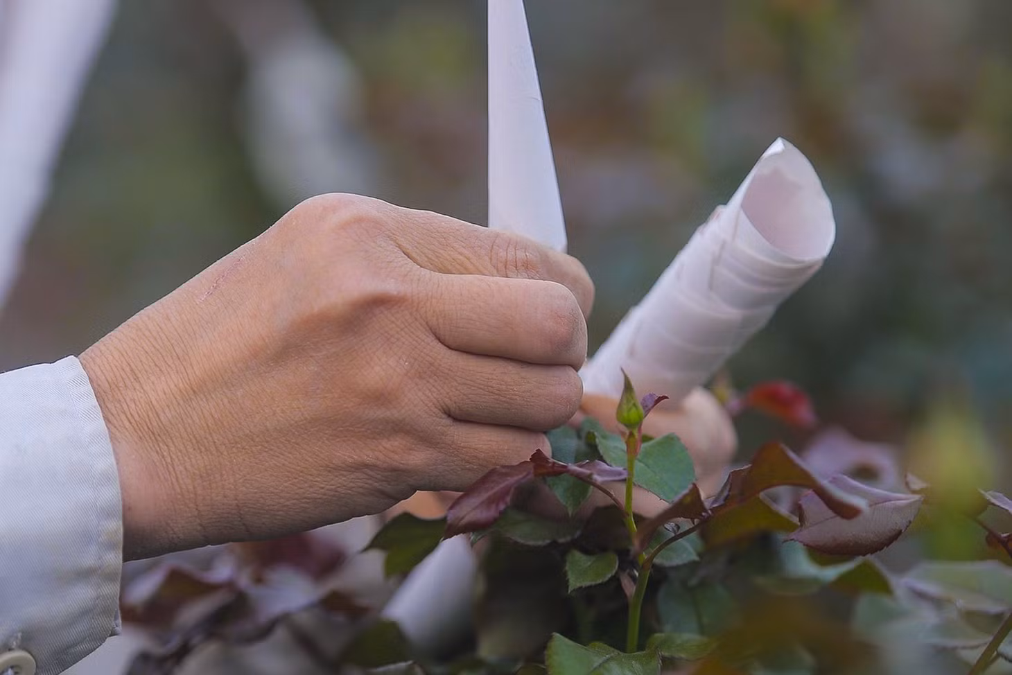 Để tránh ảnh hưởng của thời tiết và sâu bệnh, hoa hồng luôn được bọc kỹ để đảm bảo tránh rách cánh hoặc thâm đầu.