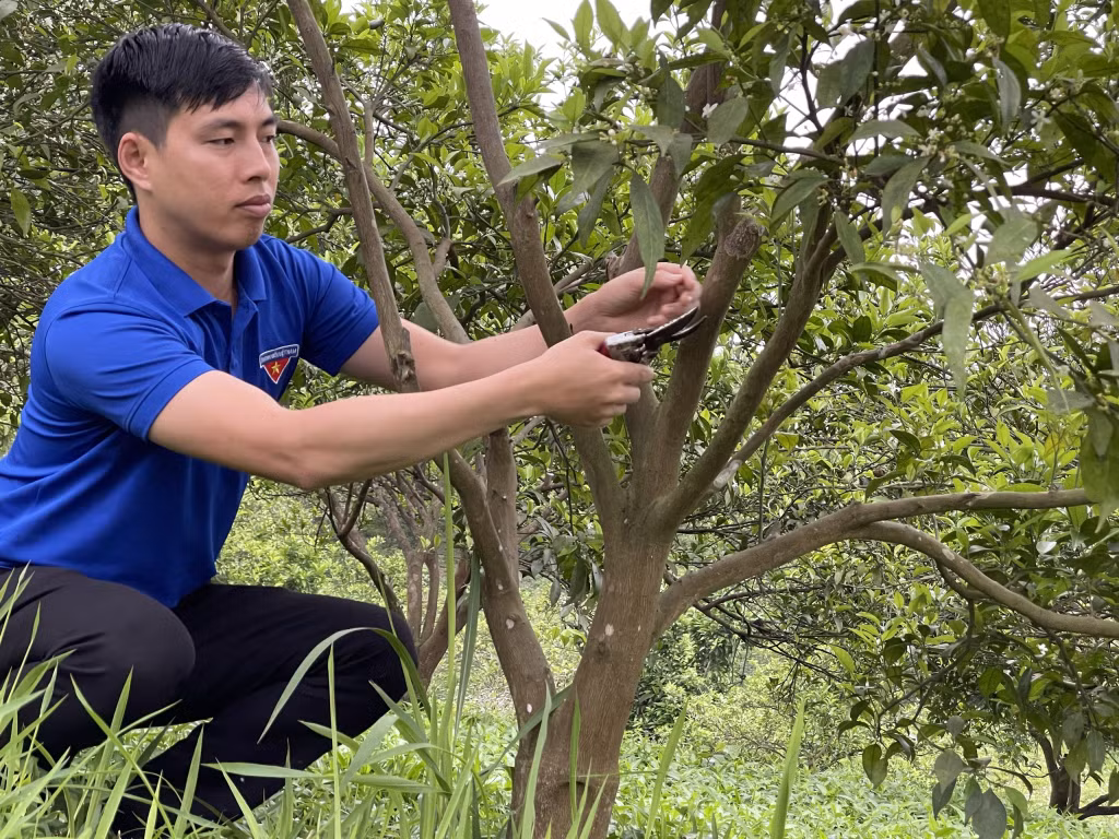 Việc chăm đúng cách sẽ giúp cho cây cam phát triển tốt hơn để tăng năng suất.