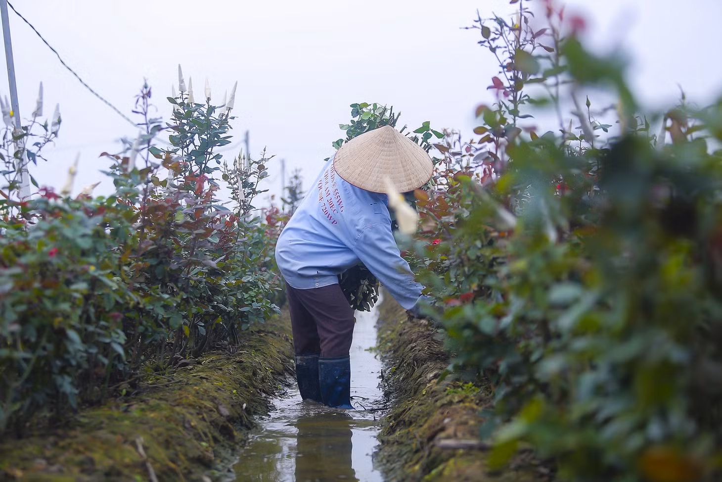 Nhanh tay thu hoạch những bông hoa hồng Pháp đỏ thắm, bà Nguyệt (Hạ Lôi, Mê Linh) chia sẻ: “Người trồng hoa như chúng tôi vất vả quanh năm chỉ mong chờ vào những ngày như này. So với mọi năm, thời tiết bớt khắc nghiệt, ít sâu bệnh nên các bông to, đều bằng nhau. Bình quân một sào trồng hoa, tất cả chi phí từ cành giống, phân bón, thuốc trừ sâu, lưới… số vốn bỏ ra cũng từ vài trăm triệu đồng (với các loại cây giống tốt)... Năm ngoái nhà tôi cũng trồng với số lượng như thế nhưng do thời tiết nắng nóng quá khiến hoa nở sớm. Sau khi thu hoạch, hoa hồng phải đưa vào phòng lạnh để bảo quản nên giá bán không được cao. Nhiều hộ gia đình như chúng tôi cũng tranh thủ được giá là cắt sớm, tránh ôm hoa đến sát ngày như mọi năm”