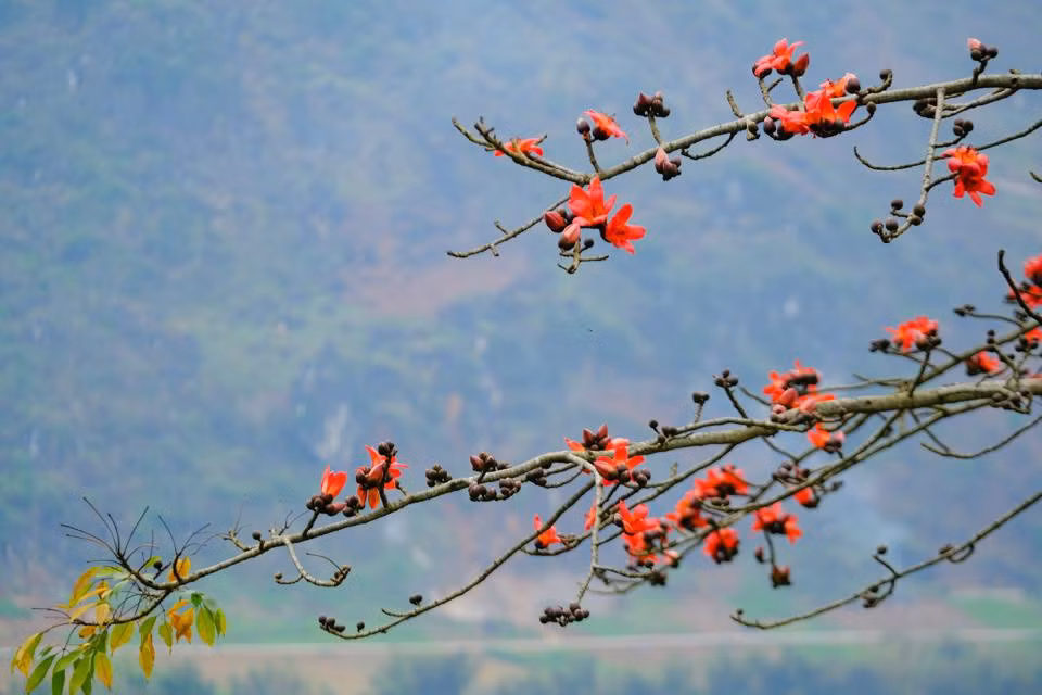 Loài cây này còn được thấy trên các triền núi, nương ngô của đồng bào dân tộc. Chúng mọc xen lẫn núi đá, rễ bám đá mà mạnh mẽ vươn lên.