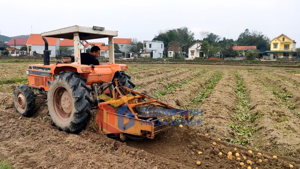 Nông dân xã Đông Hải thu hoạch khoai tây (2-2023). Ảnh: Mạnh Trường