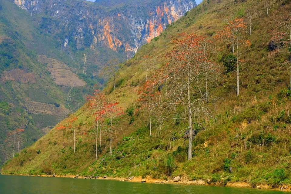 Dòng Nho Quế và núi rừng Hà Giang đang được tô điểm sắc đỏ rực rỡ của hoa gạo.