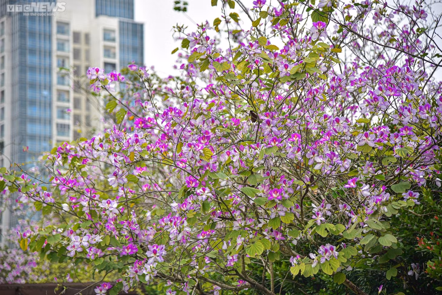 Cách cung đường hoa phong linh khoảng 20 km, một con đường đẹp không kém nằm trong khuôn viên khu đô thị Ciputra (khu đô thị Nam Thăng Long, quận Bắc Từ Liêm) cũng đang thu hút sự quan tâm của nhiều người với sắc tím của hoa ban.