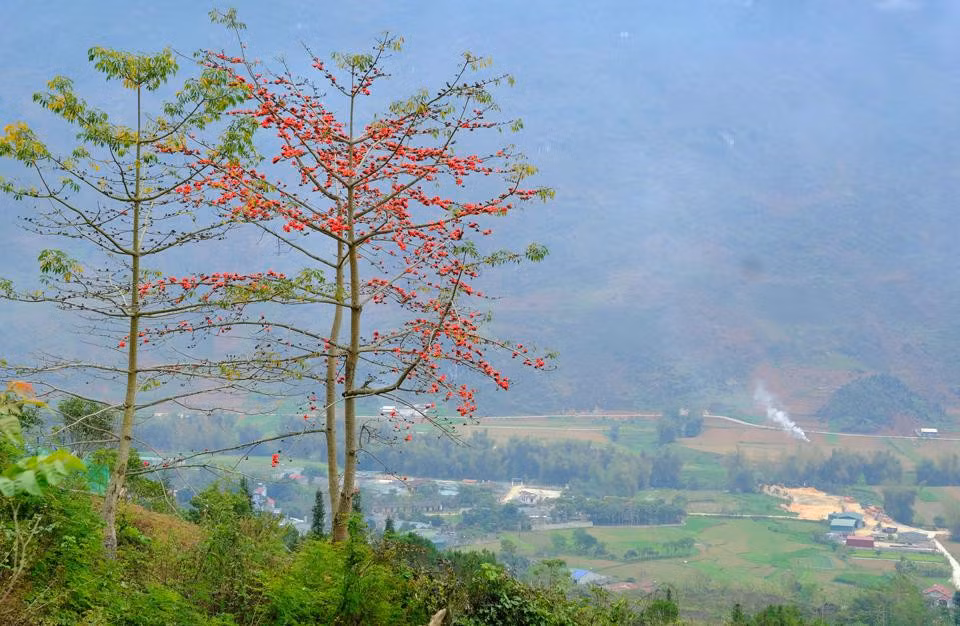 Trên đoạn đường từ xã Cán Tỷ đến xã Đông Hà của huyện Quản Bạ, bằng một cách nào đó những cây hoa gạo mọc thẳng tắp dọc triền sông Miện. Màu đỏ rực của hoa kết hợp với màu xanh của nước, xanh của cây rừng đã tạo thành một bức tranh thiên nhiên kỳ vĩ.