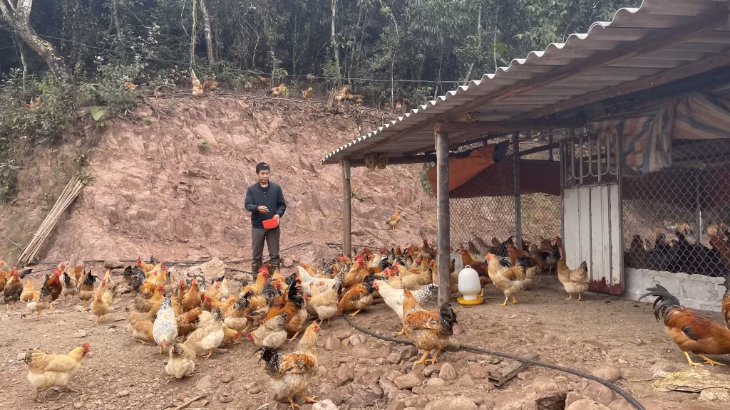 Hộ anh Lại Văn Lường (thôn Bắc Lù, xã Hà Lâu) vươn lên làm giàu từ nuôi gà Tiên Yên.