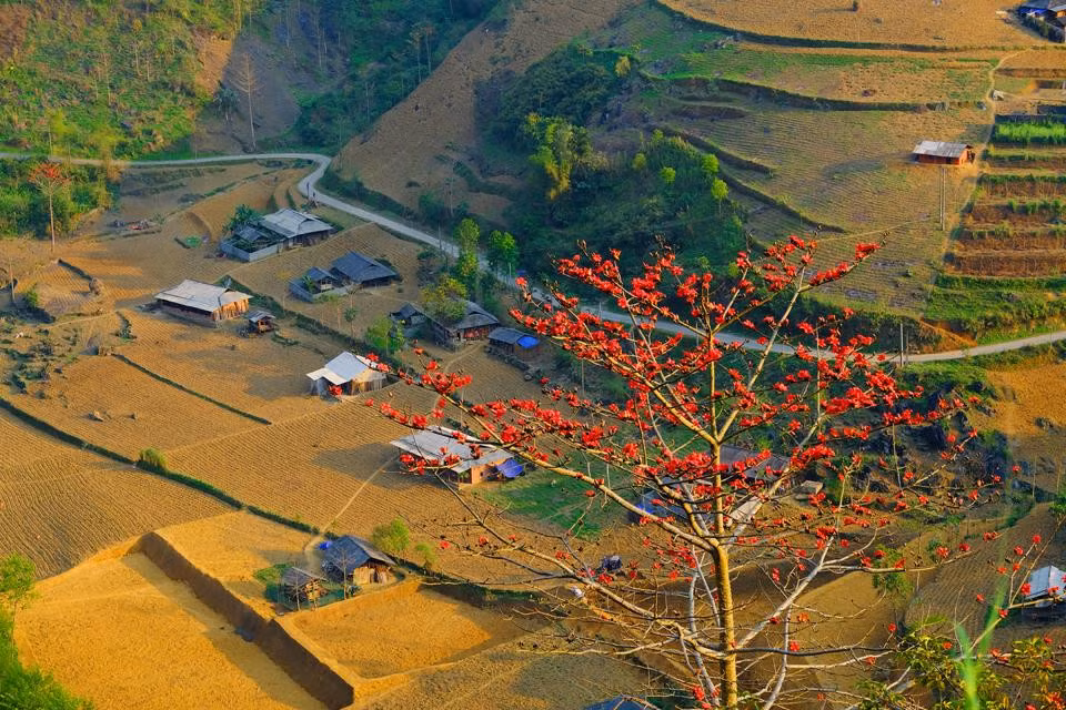 Hoa gạo rực đỏ những ngày tháng 3 ở Hà Giang.