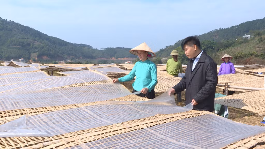 Sản xuất miến dong tại HTX phát triển Đình Trung (thôn Nà Ếch, xã Húc Động, huyện Bình Liêu).
