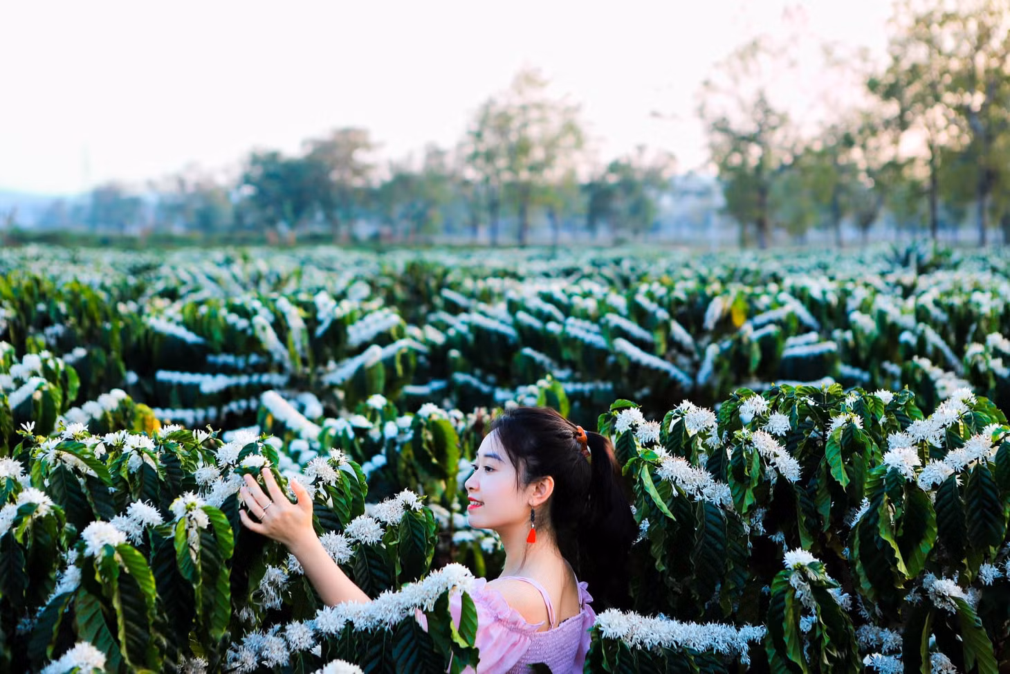 Trong đó, tháng 3 được xem là khoảng thời gian hoa nở đẹp nhất. Mỗi đợt, hoa nở từ 7 - 10 ngày, tập trung chủ yếu ở những khu vực như Pleiku, Buôn Ma Thuột, Đắk Lắk,... (Ảnh: Ngô Trọng Hiếu).