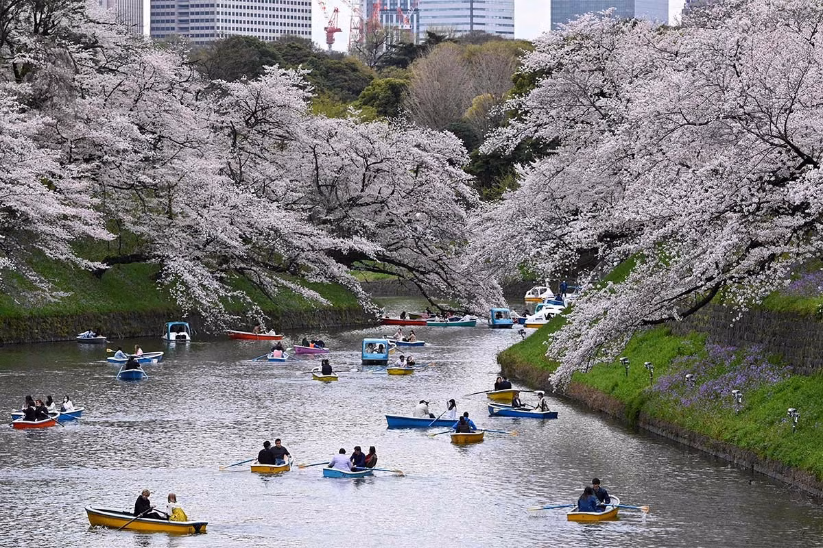 Một điểm đến khác tại Tokyo là kênh đào Chidorigafuchi (ngày 27/3). Du khách đến đây bằng cách đi bộ 20 phút từ ga Tokyo hoặc 5 phút từ ga Tokyo Metro Kudanshita. Hoạt động được nhiều người yêu thích là lên thuyền xuôi dòng kênh ngắm những tán cây cổ thụ hai bên bờ. Địa điểm này không cho phép tổ chức các buổi dã ngoại dưới gốc cây. Ảnh: AFP