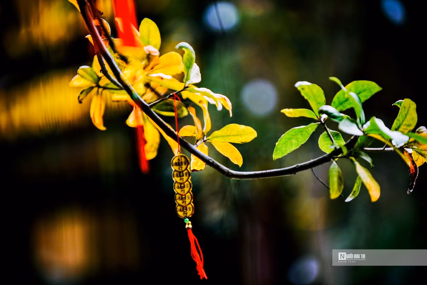 Hà Nội mùa cây thay lá ảnh 7