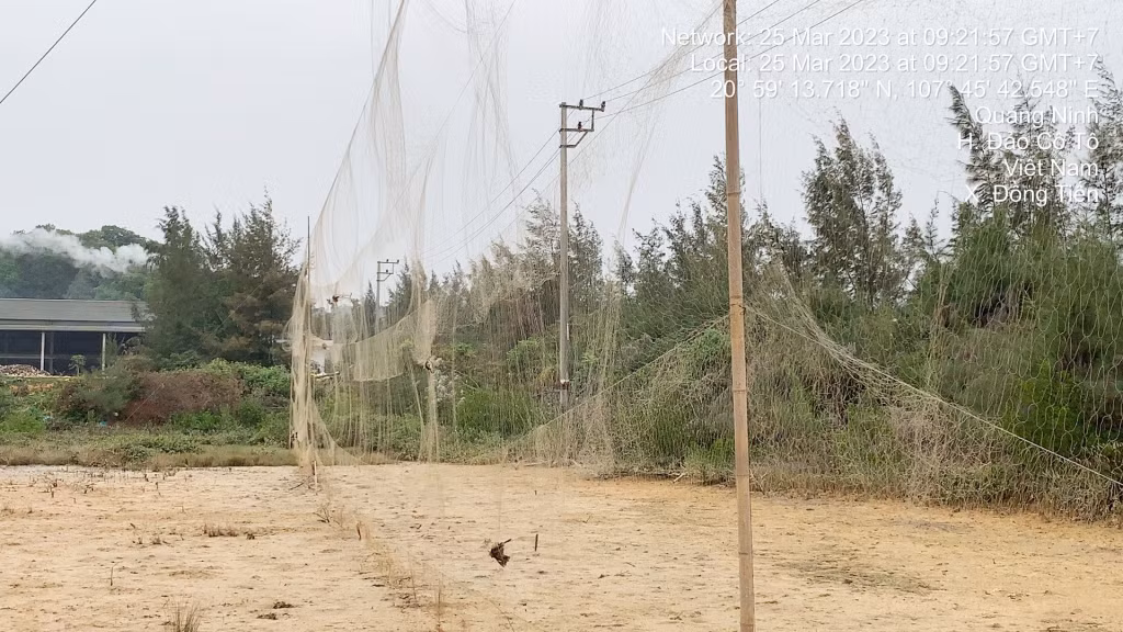 Một chú chim nhỏ mắc kẹt (ảnh trên) trong tấm lưới lớn được giăng ngang bãi triều tại xã Đồng Tiến, Cô Tô. Ảnh do TS Lê Mạnh Hùng cung cấp.