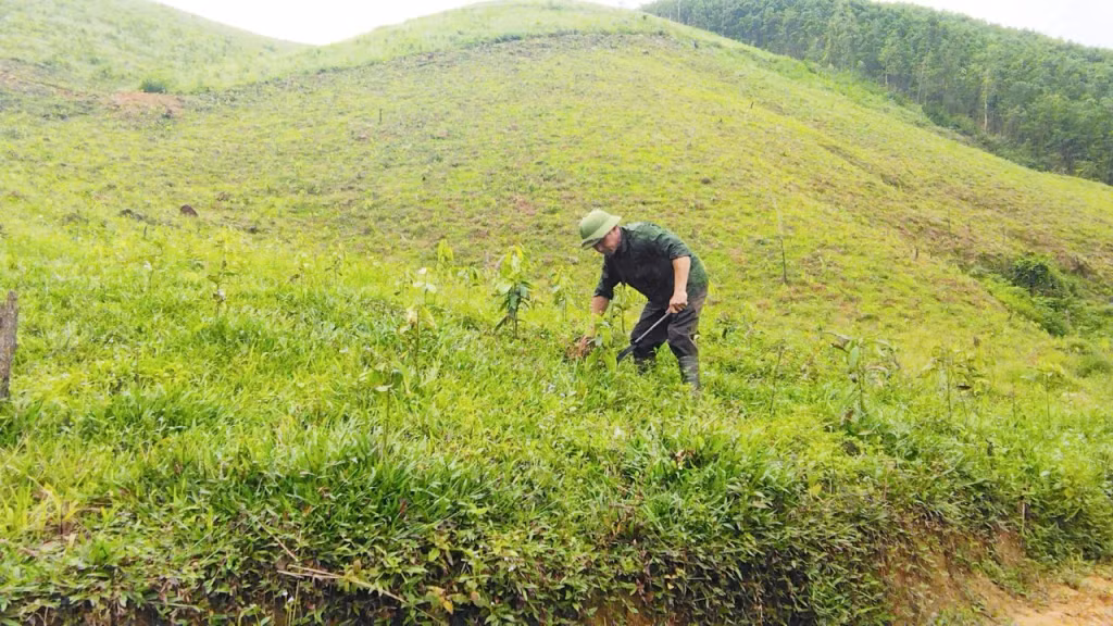 Anh Bàn Hữu Mạnh (thôn Đèo Đọc, xã Đồng Lâm, TP Hạ Long) chăm sóc đồi cây quế mới trồng của gia đình. Ảnh: Ngọc Trâm
