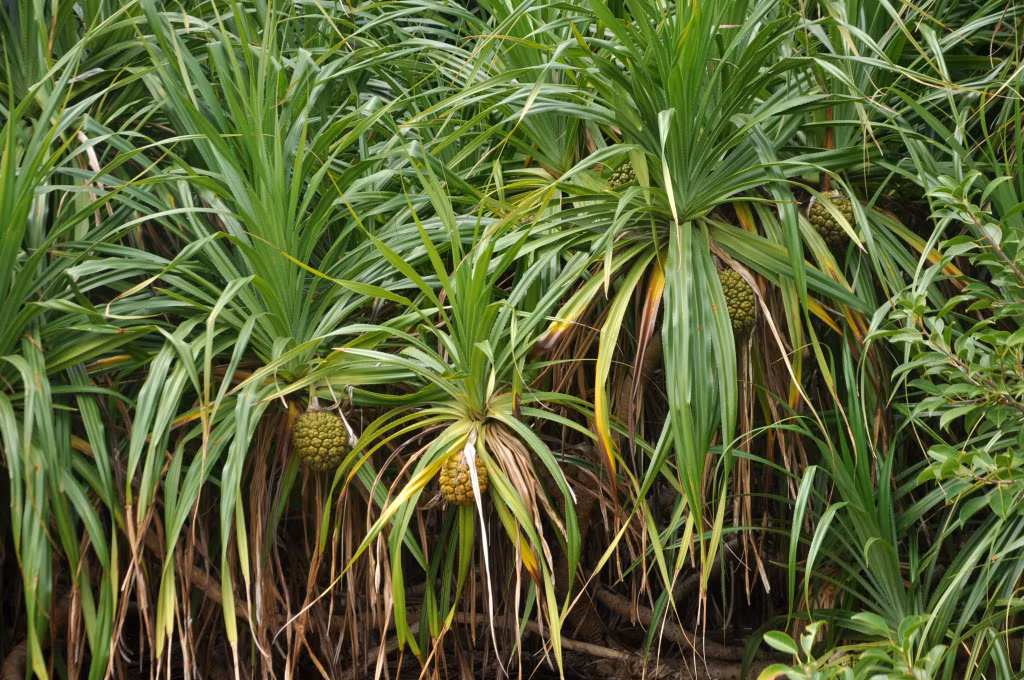 Những cây dứa dại có thể dùng để đun nước uống hay ngâm rượu, có tác dụng tốt cho sức khoẻ, mọc ngay bờ đá, dễ dàng nhìn thấy khi đi qua.