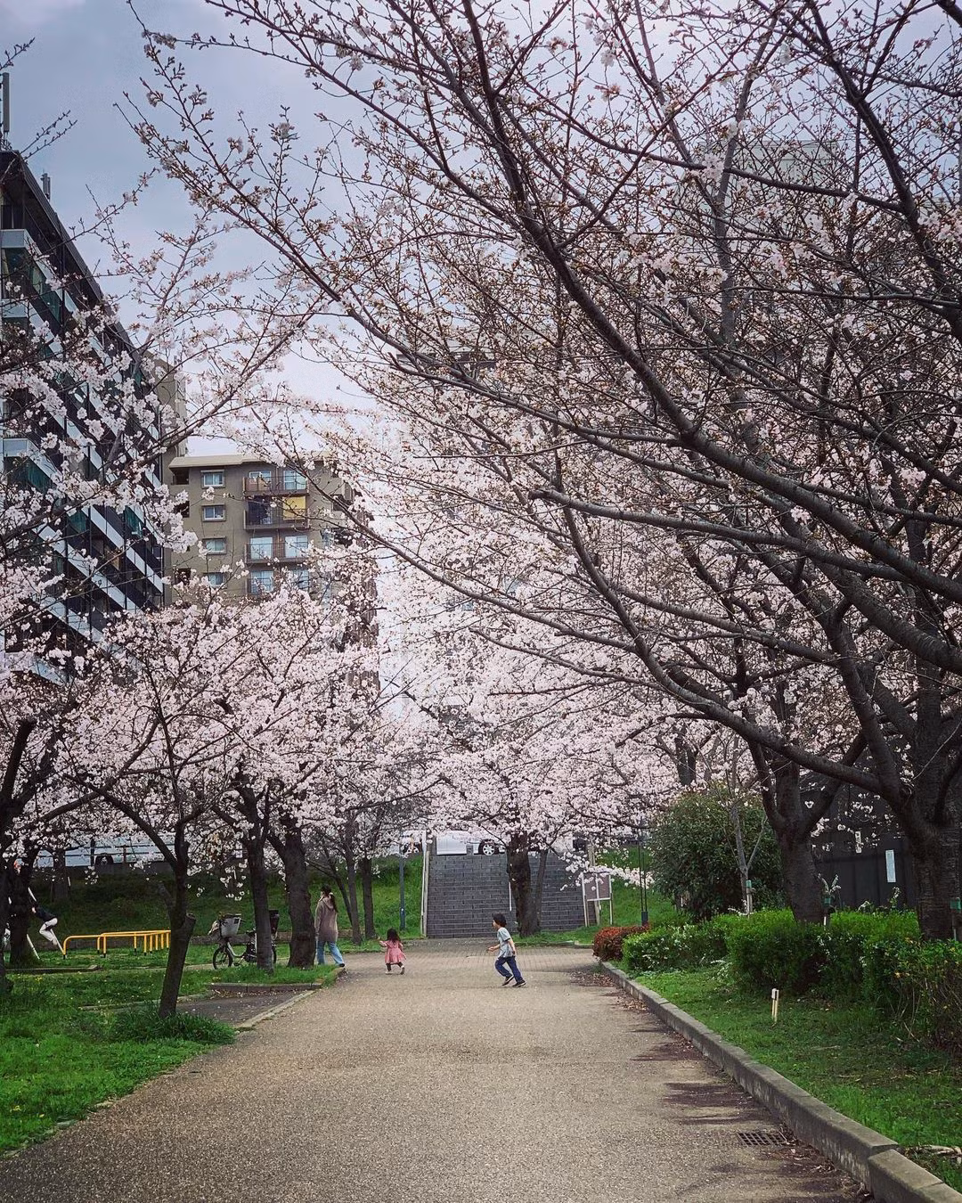 Công viên Kema Sakuranomiya ở Osaka, hôm 24/3. Trang Japan-guide cho biết du khách có thể chiêm ngưỡng hoa nở rộ đến tuần đầu tháng 4. Tuy nhiên, những ngày tới địa điểm này có thể xuất hiện mưa vừa. Ảnh: ari.ang.