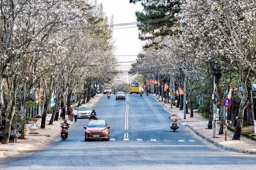 Hàng năm, vào khoảng tháng 12 cho đến tháng 3, bên cạnh sắc hồng kiều diễm của mai anh đào, TP Đà Lạt (tỉnh Lâm Đồng) lại mang một sắc thái mới, nhẹ nhàng và tinh khôi bởi sắc trắng mộng mơ của mùa hoa ban.