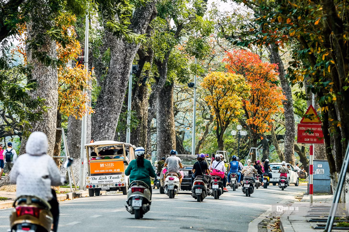 Hàng cây thời điểm giao màu trên phố Lê Thái Tổ.