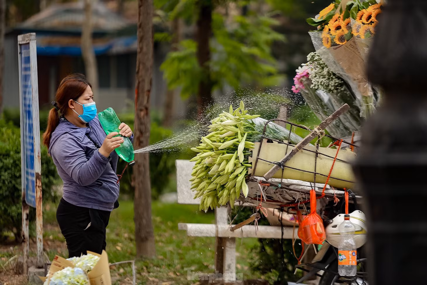 Một tiểu thương cho biết: “Năm nay, giá hoa loa kèn đầu vụ rẻ hơn so với nhiều năm trước. Hiện tại, giá hoa loa kèn chỉ giá 50.000 đồng một bó gồm 10 bông”.