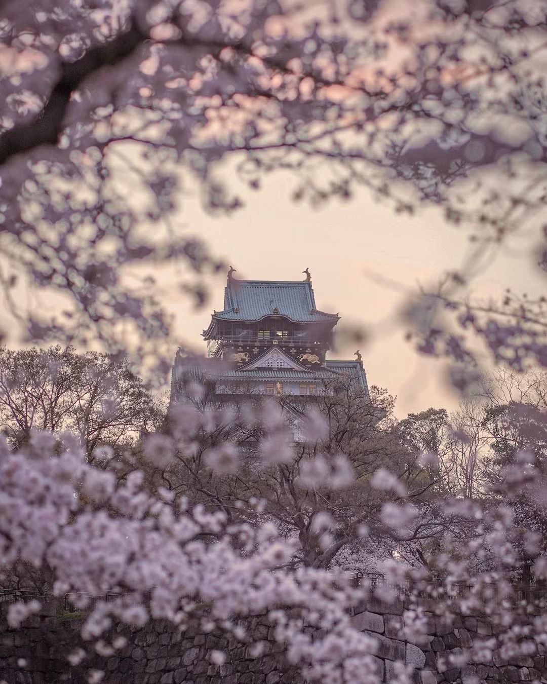 Lâu đài Osaka được xem là một địa điểm ngắm hoa nổi tiếng nhất vùng Kansai. Hiện hàng nghìn gốc hoa tại đây đã bung nở. Tại đây, du khách có thể tham quan vườn Nishinomaru, nơi trồng 300 gốc cây hoa Somei Yoshino - hoa anh đào 5 cánh. Phí vào vườn là 350 yen (khoảng 63.000 đồng). Ảnh: ryu_tabitabi