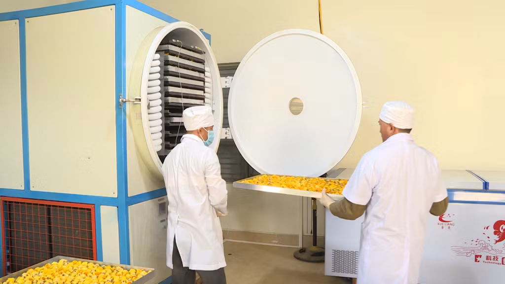 Sản xuất trà hoa vàng tại Công ty TNHH Thương mại Dịch vụ và Xuất nhập khẩu Quy Hoa (huyện Hải Hà).