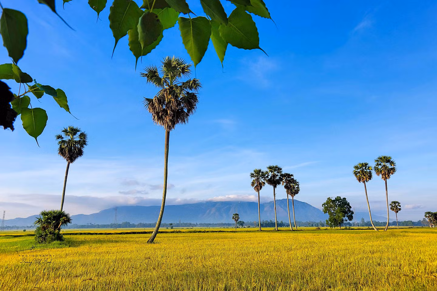 Đây là nơi để du khách có thể tạm gác lại những lo toan cuộc sống, thả mình vào không gian yên bình của cánh đồng lúa và hít thở không khí trong lành của miền quê thanh bình. Ảnh: Dương Việt Anh