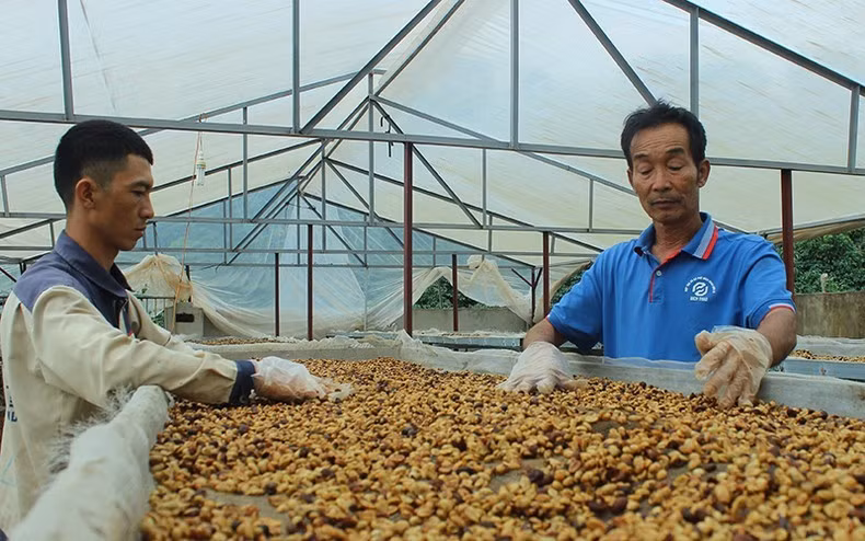 Sản phẩm cà-phê hữu cơ Heli thay thế cà-phê chồn của Hợp tác xã Bích Thao Sơn La (Ảnh minh hoạ)