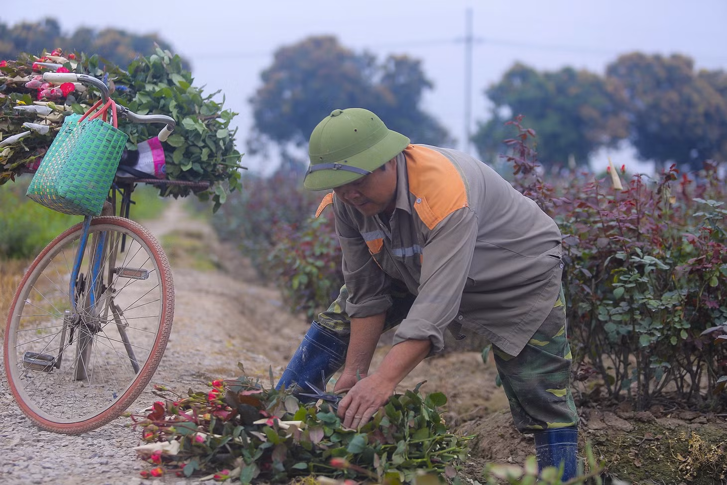 Sau khi thu hoạch, hoa sẽ được chở tới khắp các chợ tại Hà Nội. Người dân Mê Linh ai nấy đều mong vụ hoa Tết năm nay sẽ gặp thời tiết thuận lợi, hoa được mùa được giá.