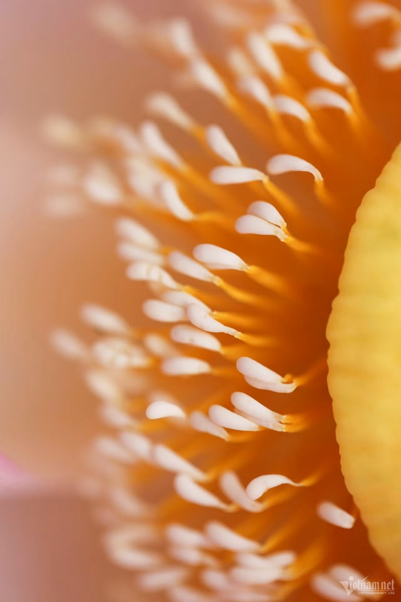 Tuyệt phẩm sen ảnh 17