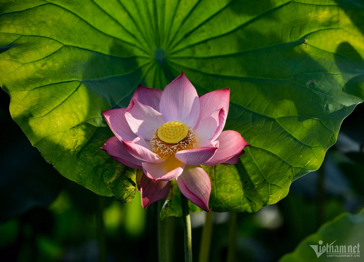 Tuyệt phẩm sen ảnh 9