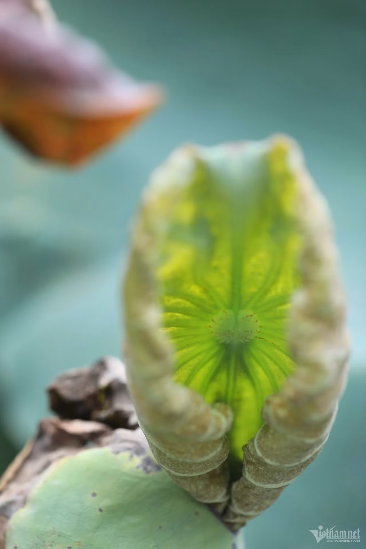 Tuyệt phẩm sen ảnh 16