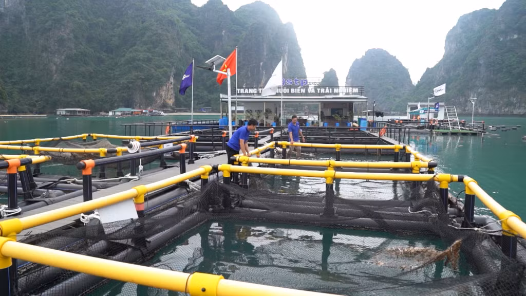 Du khách tham quan, trải nghiệm nuôi cá biển tại HTX Nuôi trồng thủy sản Phất Cờ (xã Hạ Long, huyện Vân Đồn). Ảnh: Việt Hoa