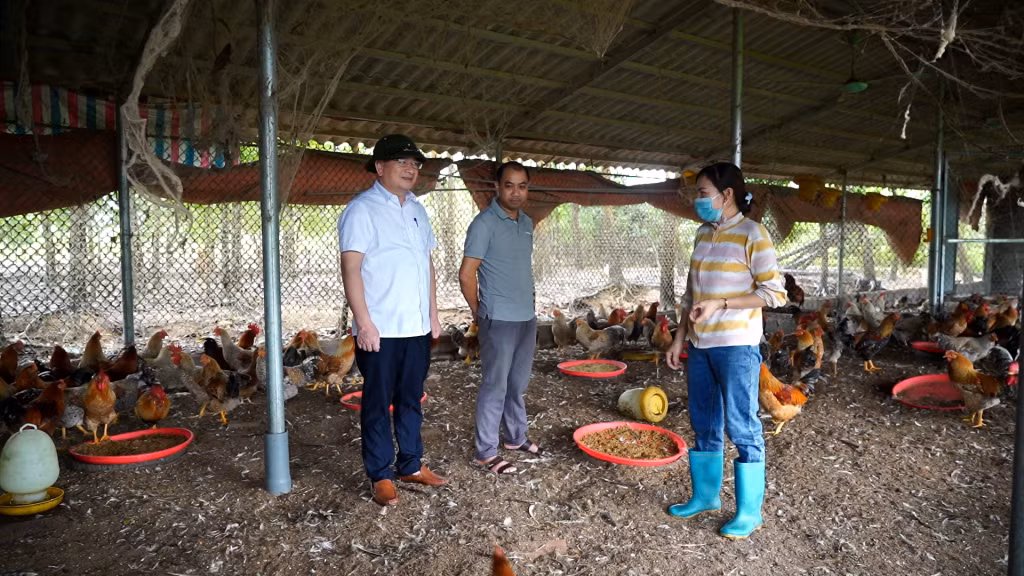 Mô hình nuôi gà bản Đầm Hà của gia đình chị Nguyễn Thị Tuyết (thôn Hải An, xã Quảng An) với quy mô 10.000 con/năm.
