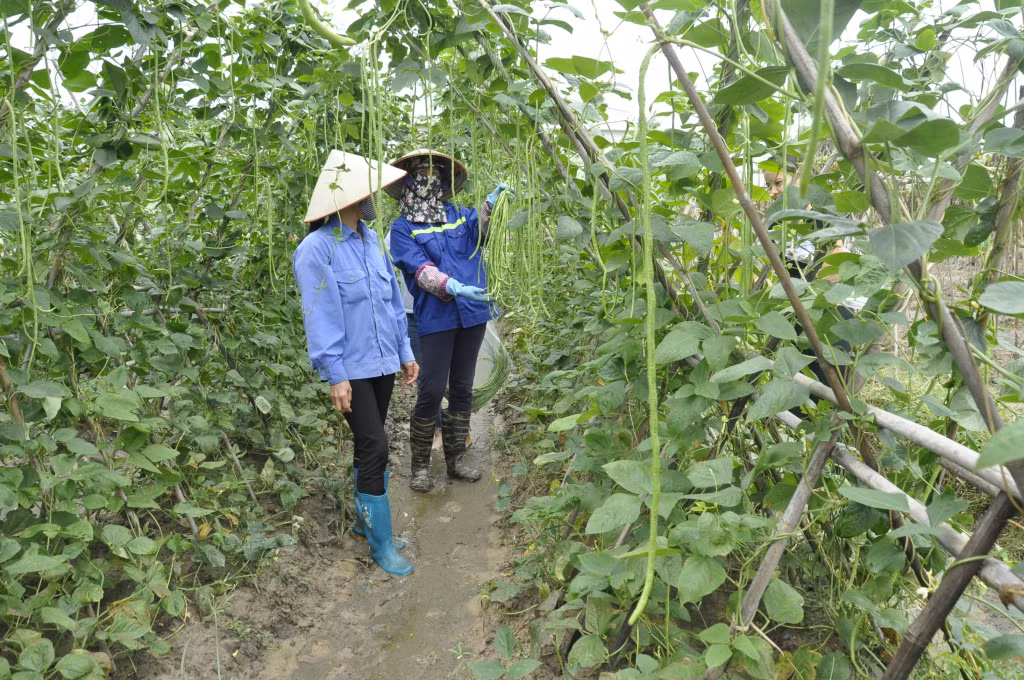 Bà con phường Cộng Hòa, TX Quảng Yên thu hoạch đậu đũa.