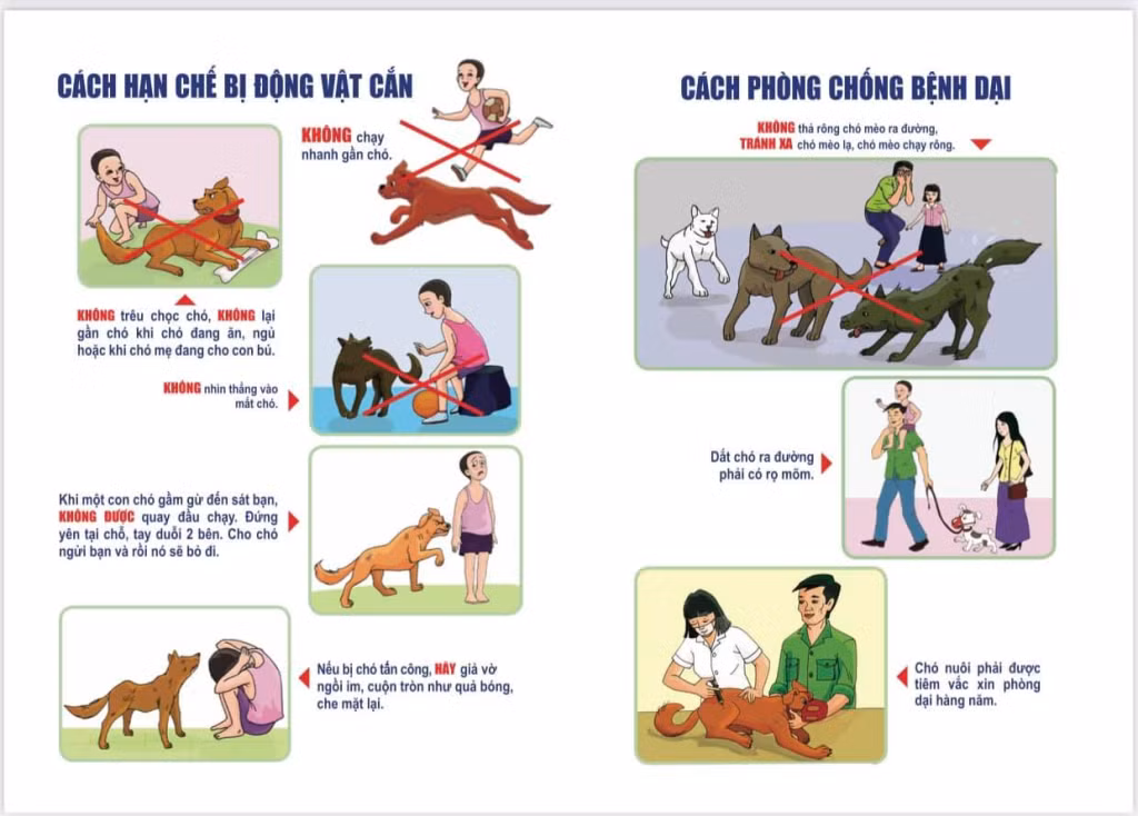 Đề phòng bệnh dại ảnh 2