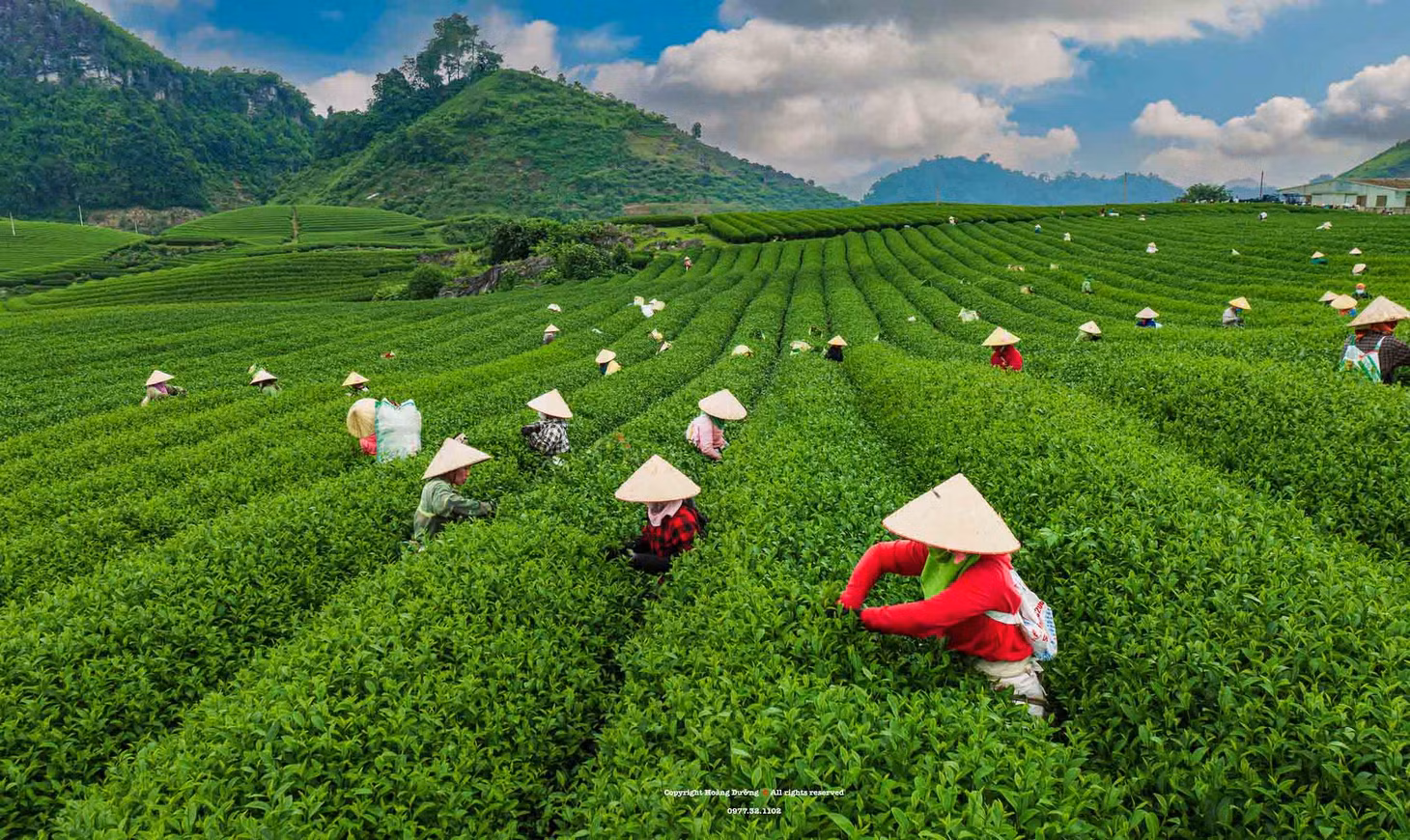 Đến Mộc Châu vào mùa thu hoạch, du khách được xem các nông dân thu hái chè mỗi ngày, tìm hiểu quy trình làm chè. Ảnh: Hoàng Dưỡng