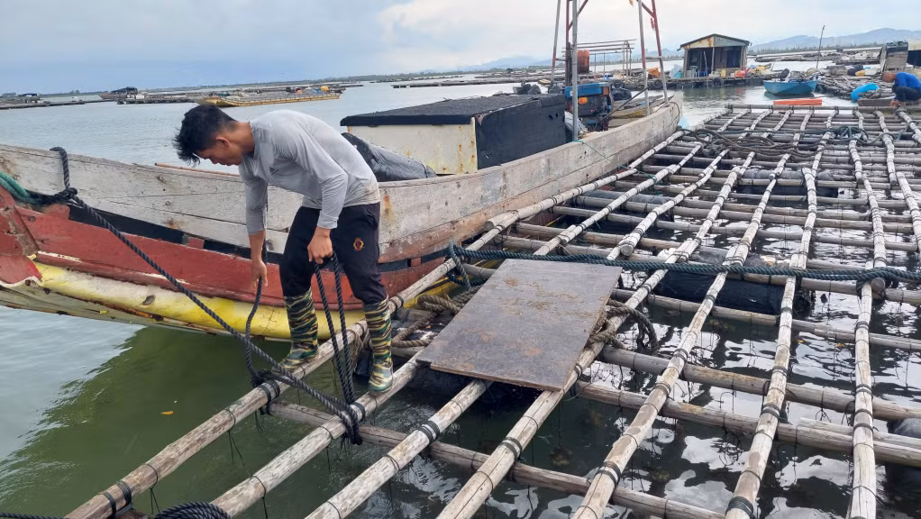 Ngư dân phường Trà Cổ chằng chống lồng bè nuôi trồng thủy sản.